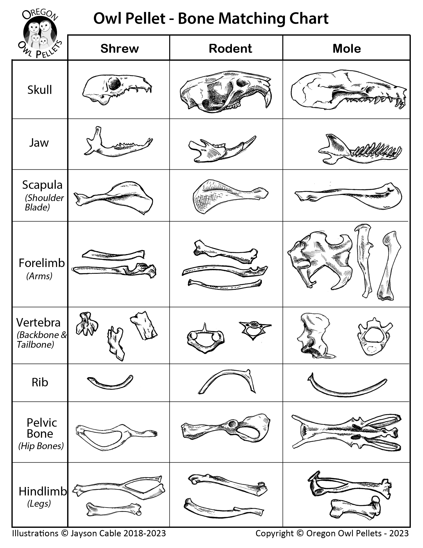 OOPboneChart2023_v3 OOPboneChart2023_v3